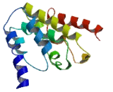 Cysteine Rich Hydrophobic Domain Protein 2 (CHIC2)