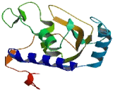 Cysteine Rich Secretory Protein LCCL Domain Containing Protein 1 (CRISPLD1)