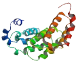 Cytidine And dCMP Deaminase Domain Containing Protein 1 (CDADC1)