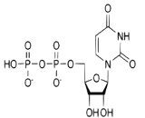 Cytidine Diphosphate (CDP)