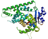 Cytochrome P450 2C8 (CYP2C8)