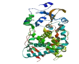 Cytochrome P450 4F11 (CYP4F11)