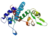 Cytochrome P450 4Z1 (CYP4Z1)