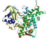 Cytochrome P450 51A1 (CYP51A1)