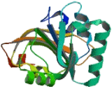 Cytoplasmic Linker Associated Protein 2 (CLASP2)