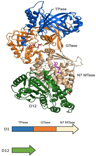 D1 (guanyl transferase), Vaccinia Virus (D1)