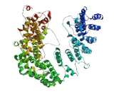 DENN/MADD Domain Containing Protein 5B (DENND5B)