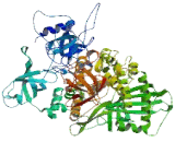 DIS3 Mitotic Control Homolog Like Protein 2 (DIS3L2)