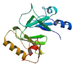 DNA Cross Link Repair 1C Protein (DCLRE1C)