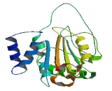 DNA Helicase B (HELB)