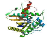 DNA Polymerase Zeta Catalytic Subunit (POLz)