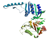 DNA Replication Helicase 2 Like Protein (DNA2L)