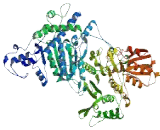 Dehydrogenase E1 And Transketolase Domain Containing Protein 1 (DHTKD1)