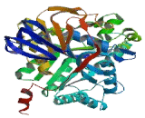 Dihydropyrimidinase Like Protein 4 (DPYSL4)