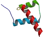 Double Homeobox Protein 1 (DUX1)