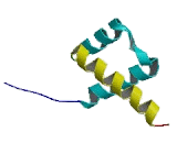 Double Homeobox Protein 2 (DUX2)