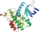 Dual Specificity Tyrosine Phosphorylation Regulated Kinase 4 (DYRK4)