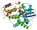 Dystrophin Related Protein 2 (DRP2)