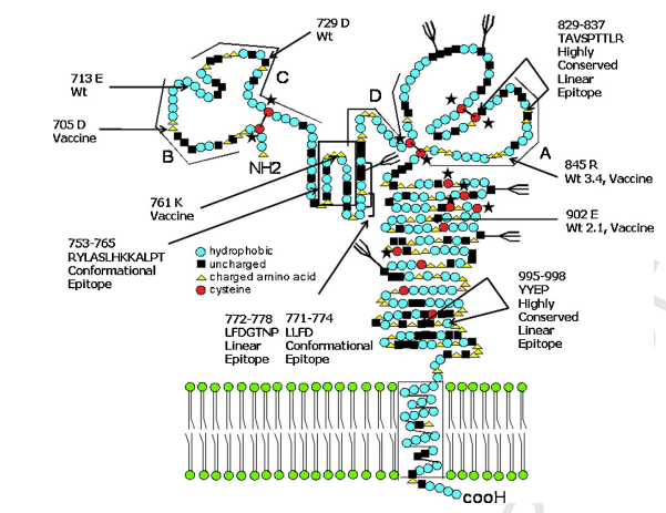 E2 glycoprotein, CSFV (E2)