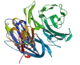 Echinoderm Microtubule Associated Protein Like Protein 1 (EML1)