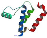 Ephrin Type B Receptor 6 (EPHB6)