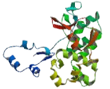 Epiplakin 1 (EPPK1)