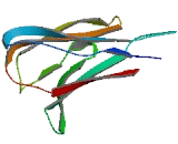 Epithelial V Like Antigen 1 (EVA1)