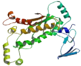 Eukaryotic Translation Initiation Factor 3A (EIF3A)