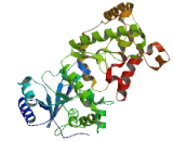 Exonuclease 3'-5' Domain Containing Protein 1 (EXD1)