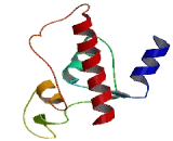 Exonuclease 3'-5' Domain Containing Protein 2 (EXD2)