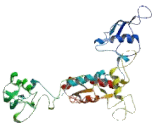 F-Box Protein 31 (FBXO31)