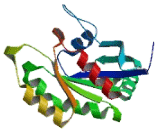 F Protein Binding Protein 1 (FBP1)
