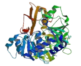Fatty Acid Transport Protein 4 (FATP4)