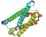 Ferritin, Heavy Polypeptide Like Protein 17 (FTHL17)