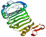 Fibronectin Leucine Rich Transmembrane Protein 1 (FLRT1)