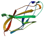 Fibronectin Type III Domain Containing Protein 3 (FNDC3)