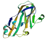 Fibronectin Type III Domain Containing Protein 8 (FNDC8)