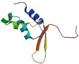 Forkhead Box Protein A1 (FOXA1)