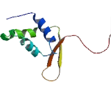 Forkhead Box Protein C2 (FOXC2)
