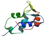 Forkhead Box Protein D1 (FOXD1)