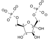 Fructose-1,6-Diphosphate (FDP)