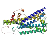 G Protein Coupled Receptor 153 (GPR153)