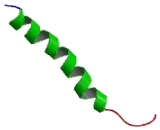 G Protein Coupled Receptor 21 (GPR21)