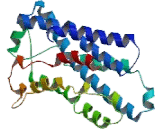 G Protein Coupled Receptor 77 (GPR77)