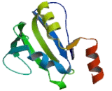 GTP Binding Protein 3, Mitochondrial (GTPBP3)
