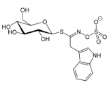 Glucobrassicin (GB)