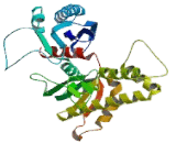 Glucosamine UDP-N-Acetyl-2-Epimerase (GNE)