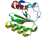 Glucose Fructose Oxidoreductase Domain Containing Protein 1 (GFOD1)