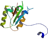 Glucose Fructose Oxidoreductase Domain Containing Protein 2 (GFOD2)