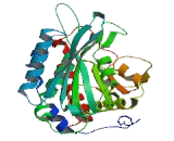 Glutaminyl Peptide Cyclotransferase Like Protein (QPCTL)